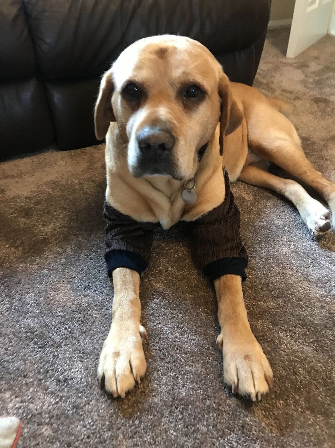 Dog Elbow Hygroma Treatment. With Waterproof Covers padded Etsy