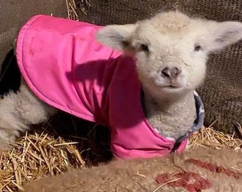 New born lamb/goat, waterproof fleece lined coats, sets in 4 or 6 coats per set.+ 1 free coat, limited time only,Heat lamp alternative