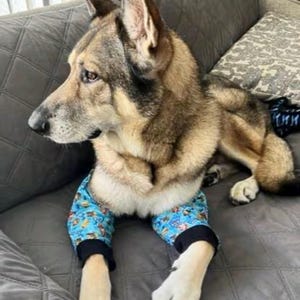 Può includere: Un cane pastore tedesco con pantaloni blu fantasia con polsini neri, appoggiato su un divano grigio. Il cane ha il pelo marrone e nero e guarda a sinistra. Il divano ha un motivo trapuntato.