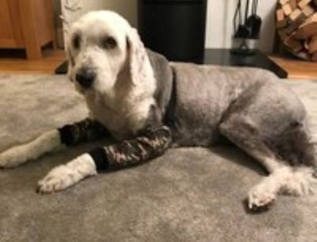 Dog Elbow Protection Hygroma Dog Elbow Pads Padded Trousers Etsy UK