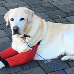 Elbow Protector for Dogs -Improves Mobility, For Arthritis and they also help prevent elbow pressure sores.