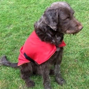 May include: A brown dog wearing a bright red vest with a black strap sits on green grass. The dog has dark fur and is looking to the right. The vest has a gold trim.
