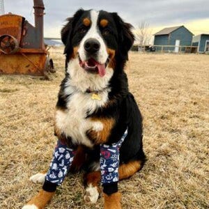K&ouml;nnte beinhalten: Ein Berner Sennenhund mit schwarzem, wei&szlig;em und braunem Fell tr&auml;gt marineblaue Beinstulpen mit einem wei&szlig;-roten nautischen Muster aus Ankern, Schiffen und Rettungsringen. Der Hund hat die Zunge herausgestreckt und tr&auml;gt eine goldene Marke am Halsband.