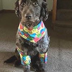 Door dierenartsen aanbevolen elleboogbeschermingsshort voor honden met bandana: behandeling van eelt en hygroma