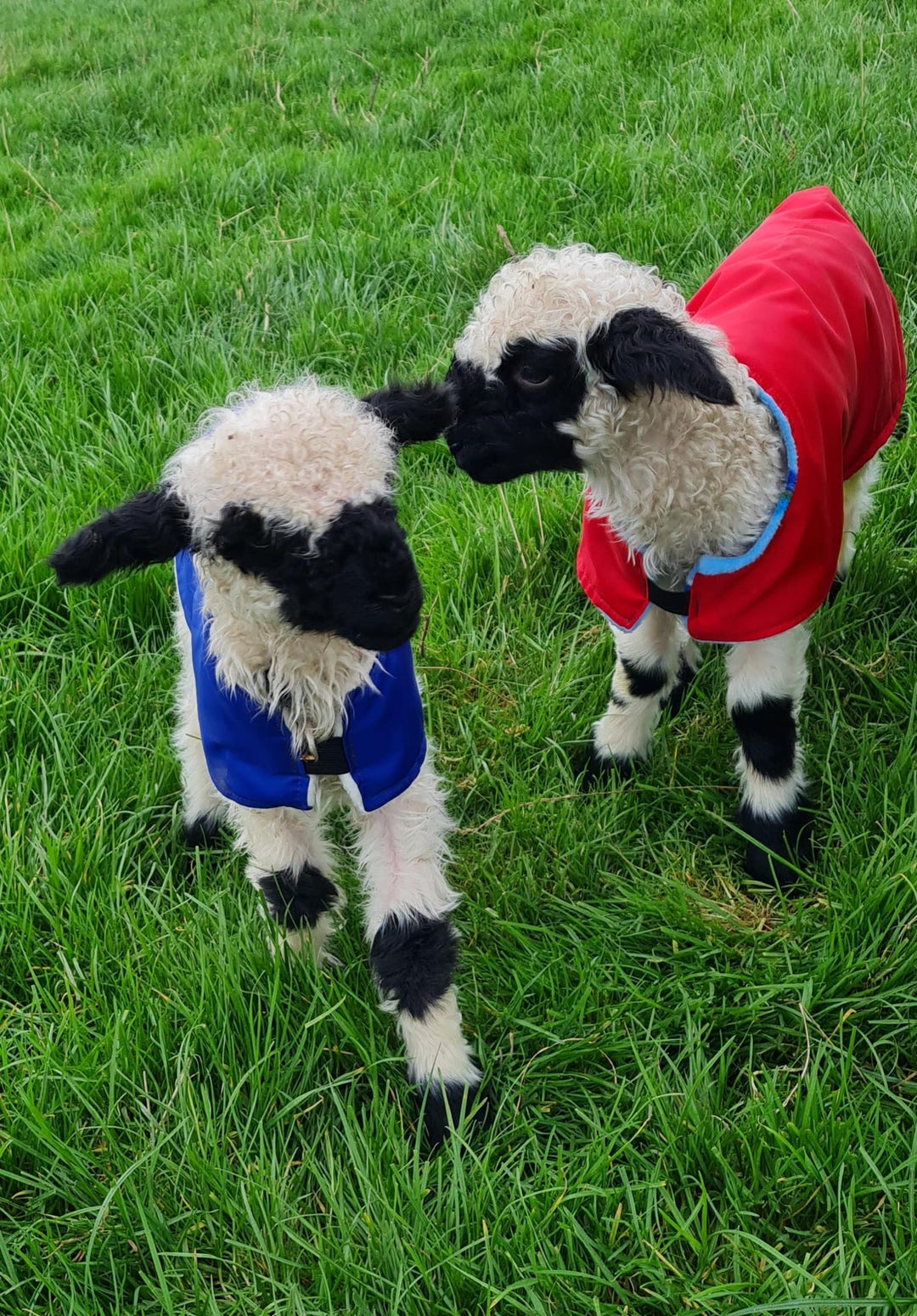 Waterproof Fleece-lined Lamb Coat: Heat Lamp Alternative, 3 Sizes