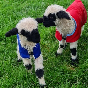 May include: Two Valais Blacknose lambs standing in green grass. The lamb on the left wears a blue coat with white trim, while the lamb on the right wears a red coat with light blue trim. Both lambs have white curly wool and black faces and legs.