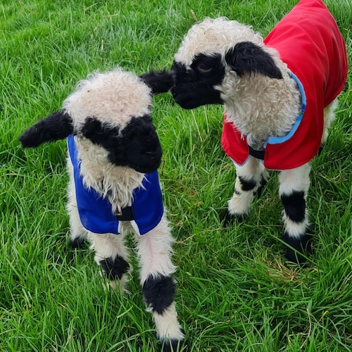 Waterproof Fleece-lined Lamb Coat: Warm, Dry Newborn Livestock