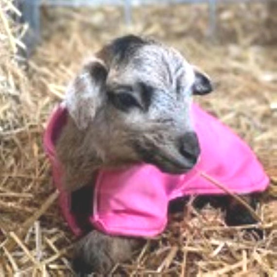 Waterproof Fleece-lined Lamb Coat: Warm, Dry Newborn Livestock