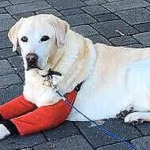 May include: A light-coloured Labrador retriever dog lying down, wearing bright red protective leg sleeves with black cuffs on its front legs. The dog has a dark nose and is wearing a black collar with a thin blue lead attached to the collar hardware.