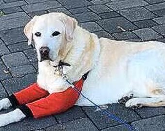 Dog Leg Protector, Arthritis & Pressure Sore and Lick Prevention, fleece.