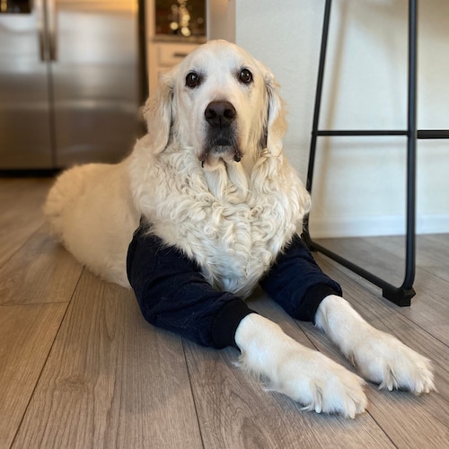 dog elbow protection pads