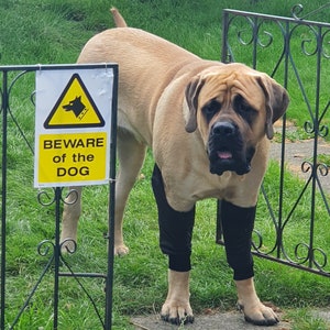 Hunde-Ellbogenschutz, gepolsterte Hose/Hosen. Für Kallus/Hygroma/ Von Tierärzten empfohlen.