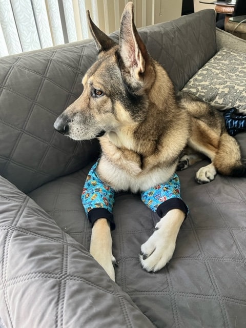 Canine sales elbow pads
