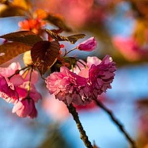 Japanese Cherry Blossom Fragrance Oil