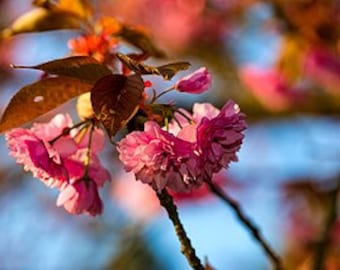 Japanese Cherry Blossom Fragrance Oil