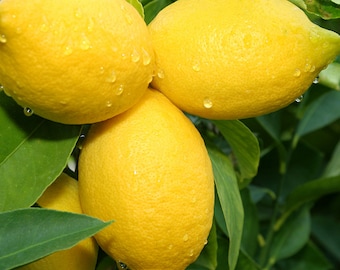 Lemon Basil Fragrance Oil