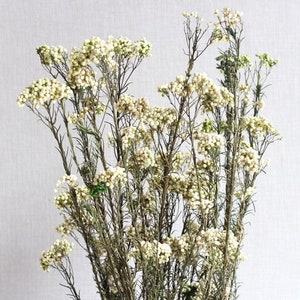 May include: A bunch of dried white flowers with long stems. The flowers are small and delicate, and they have a slightly off-white colour.