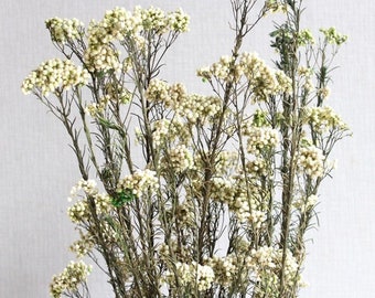 Rice Flower Fragrance Oil