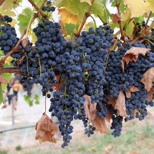 May include: A close-up of a bunch of dark purple grapes hanging from a vine. The grapes are ripe and juicy, and they are surrounded by green leaves.