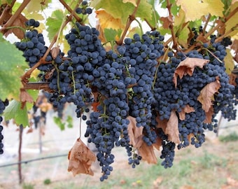 Grape Flavor/Fragrance Oil