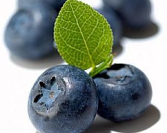 Blueberry Flavor/Fragrance Oil