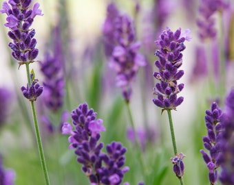 French Lavender Fragrance Oil
