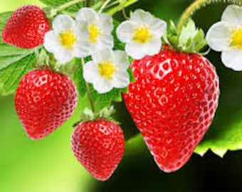Strawberry Flavor/Fragrance Oil