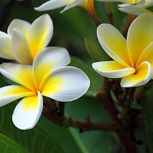 Frangipani Fragrance Oil