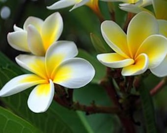 Frangipani Fragrance Oil