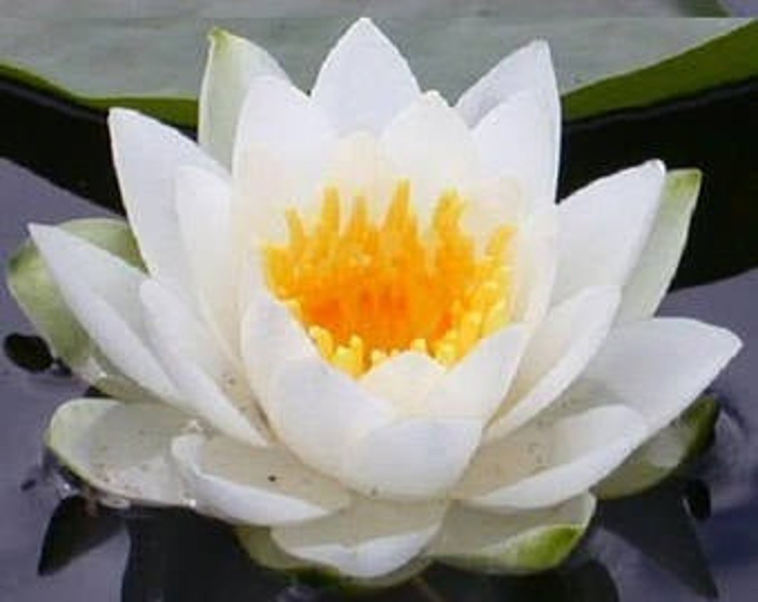 Water Lily Fragrance Oil Etsy