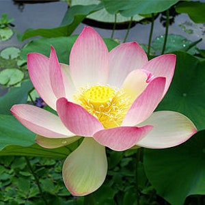 May include: A pink and white lotus flower with a yellow centre. The flower is in bloom and has many petals.