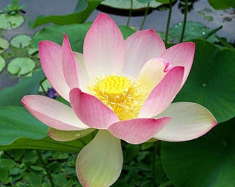 Lotus Blossom Fragrance Oil
