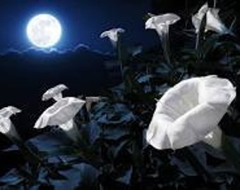 Flor di Luna Fragrance Oil