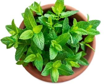 Cool Peppermint Flavor/Fragrance Oil