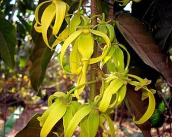 Ylang Ylang Fragrance Oil
