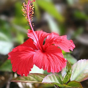 May include: A vibrant red hibiscus flower with a yellow centre and green leaves.
