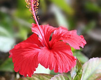 Hibiscus Fragrance Oil