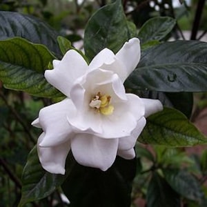 Puede incluir: Primer plano de una flor de gardenia blanca con polen amarillo en el centro. La flor está en plena floración y tiene varios pétalos. La flor está rodeada de hojas verdes.