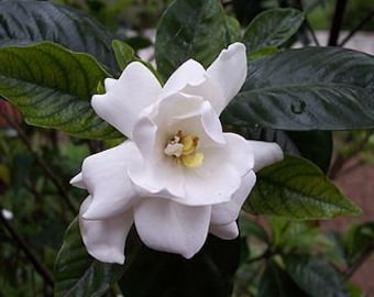 Gardenia Fragrance Oil