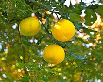 Yuzu Fragrance Oil