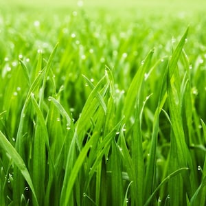 Fresh Grass Fragrance Oil