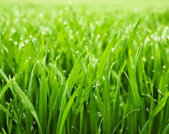 Fresh Grass Fragrance Oil