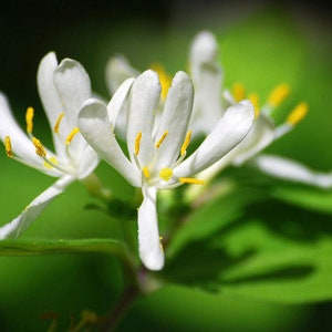 Southern Honeysuckle Fragrance Oil