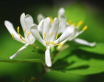 Southern Honeysuckle Fragrance Oil