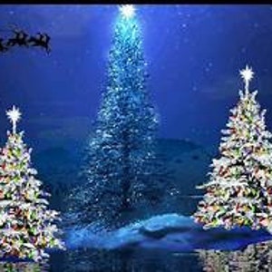 Op de afbeelding: Drie gedecoreerde kerstboom met witte lichten en stervormige toppen. De bomen staan voor een blauwe lucht met sterren en een besneeuwd landschap.