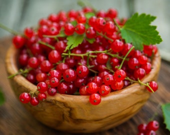 Red Currant Fragrance Oil