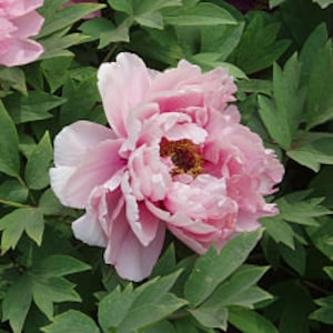 Peony Fragrance Oil