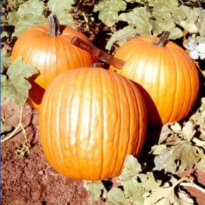 Spiced Pumpkin Fragrance Oil