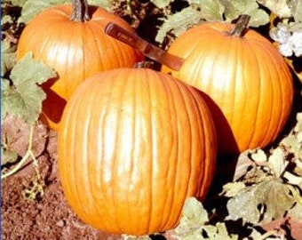 Spiced Pumpkin Fragrance Oil