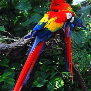 May include: Three macaws perched on a branch. The macaws are red, yellow, and blue. The macaws are in a tropical setting with green foliage.